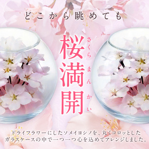 桜のボトルフラワー 〔Qb044〕