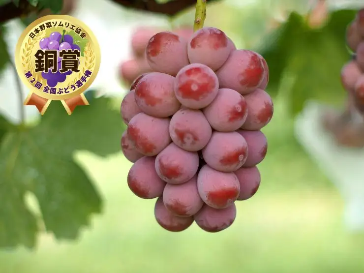 【産地直送】シャインマスカットと大粒系ぶどう詰合せ　１.７ｋｇ以上　0140-2606