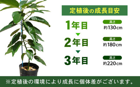 アボカド苗木 80?100cm 品種【ベーコン】 2年生苗 長崎県産 耐寒 / アボカド 苗木 国産 苗 定植 あぼかど / 諫早市 / アボカド長崎農園[AHEA005]
