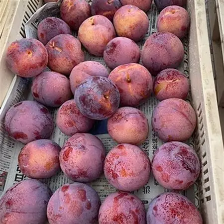 【2026年発送】訳ありプラム(すもも) 約1.2kg(6～12個)【配送不可地域：離島】【1714479】