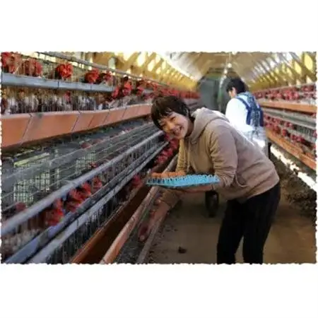 吉川養鶏のグルメ卵Lサイズ80個(割れ保証16個含む)羽島観光協会推奨【はしまブランド】認定品　冷蔵【配送不可地域：離島】【1720139】
