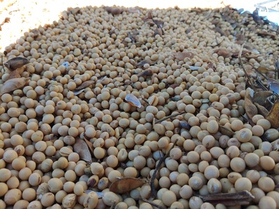 上野原産　津久井在来大豆 2ｋｇ　～栽培期間中農薬化学肥料不使用栽培 上野原の地形が作った雑穀の歴史～
