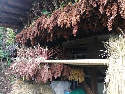 上野原産　たかきび1ｋｇ　～栽培期間中農薬化学肥料不使用栽培 上野原の地形が作った雑穀の歴史～