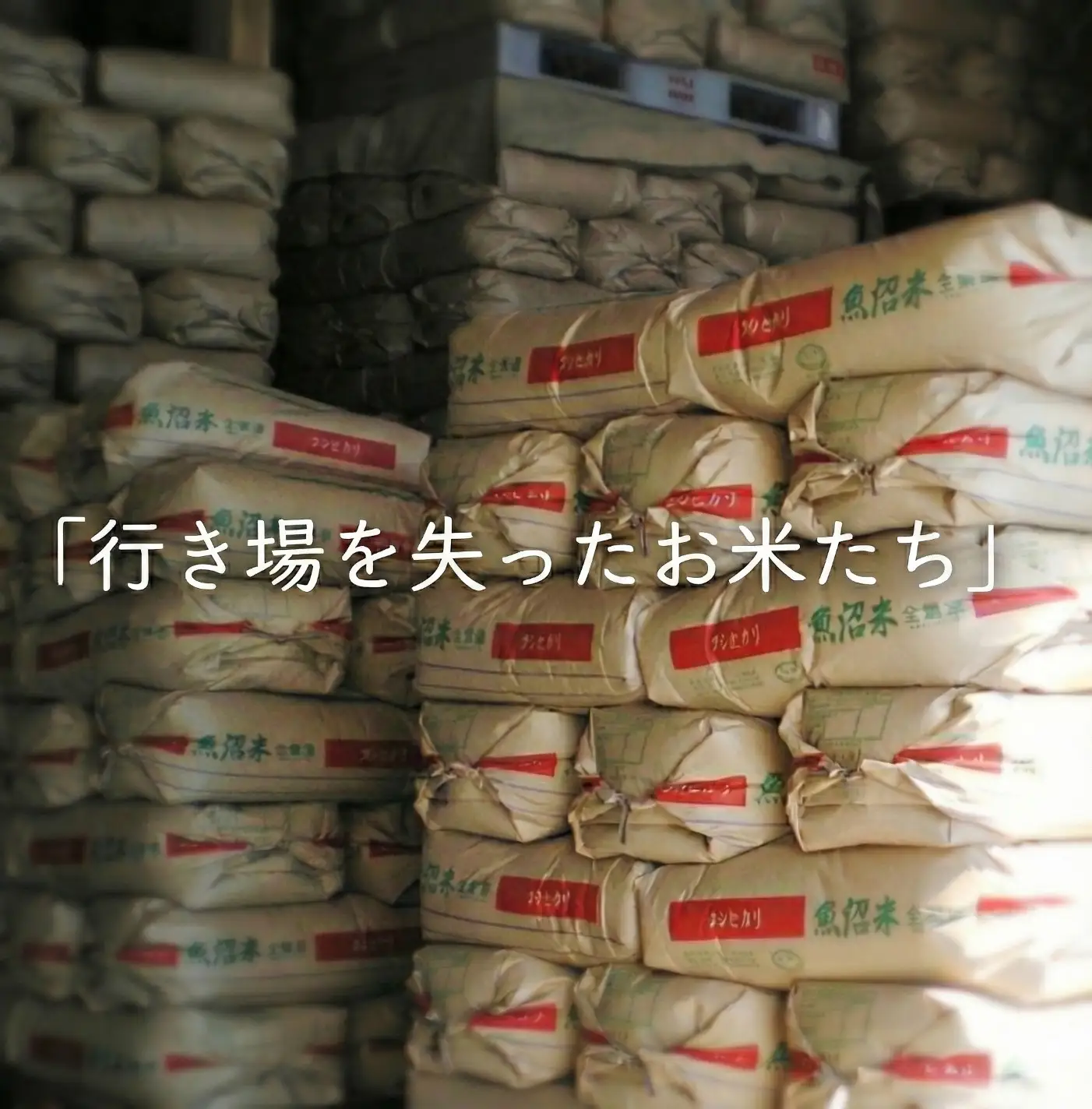 【令和7年産】南魚沼産コシヒカリ　玄米10kg　訳あり【銘柄米 ブランド米 玄米 こしひかり コシヒカリ 魚沼産 新潟米 産地直送 お米 米 こめ コメ ご飯 御飯 ごはん】