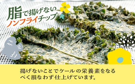 ケールチップス CafeSeasons 手作り 国産ケール使用 カシューナッツとスパイス仕立て / ヘルシー おやつ プラントベース おつまみ 小浜市 / Cafe Seasons[BFCC011]