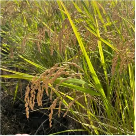 【令和7年産】初霜(源種)　玄米30kg　(栽培期間中農薬・化学肥料不使用)【1721463】