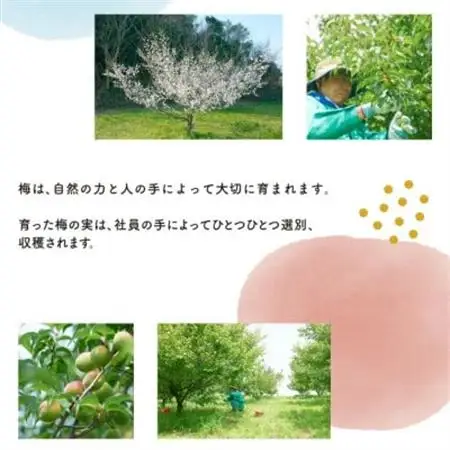 國盛 知多梅酒【1720878】