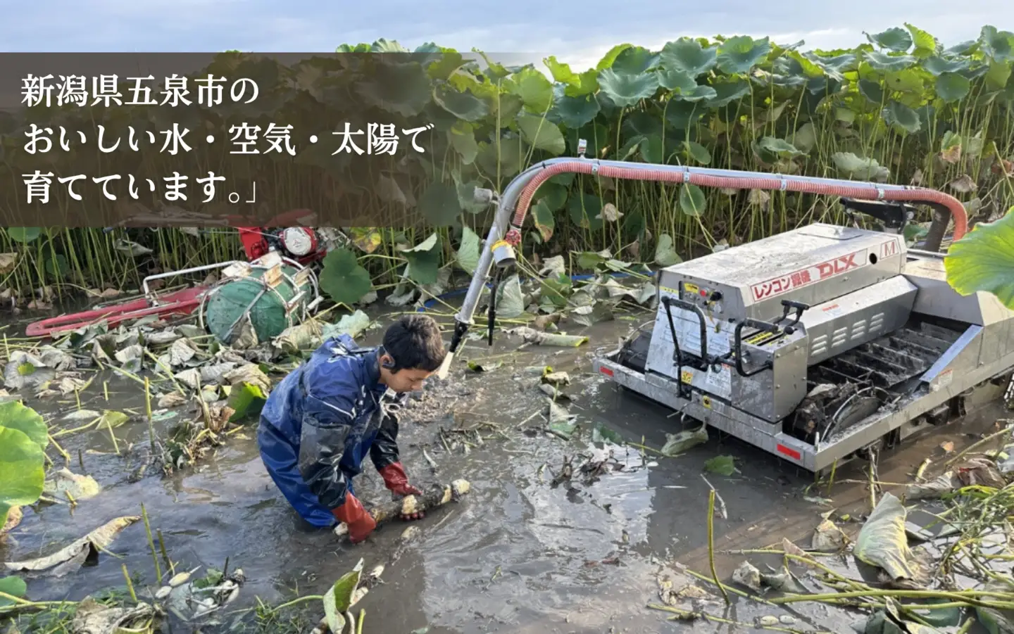 蓮根粉 400g(200g×2個)  | レンコン 蓮根 レンコンパウダー 野菜 根菜 産地直送 国産 新潟県 五泉市 稲餅ふぁーむ