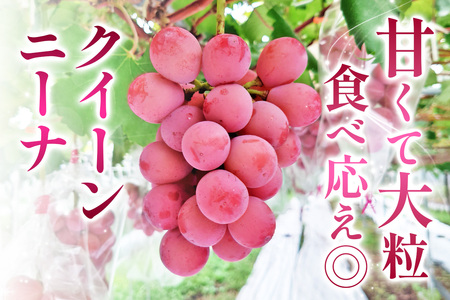 日光産シャインマスカットとクイーンニーナの食べ比べセット《2026年9月上旬より順次発送》ぶどう [0911]
