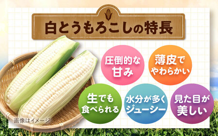【2026年8月下旬以降順次発送】 白と黄色のとうもろこし 各5kg |  とうもろこし とうきび トウモロコシ コーン 野菜 やさい 北海道 産地直送 |  道の駅 真狩フラワーセンター[BPAM019]