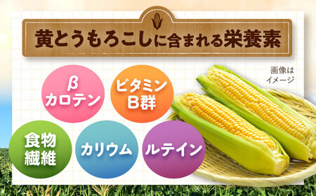 【先行予約】とうもろこし 黄 5kg  [BPAM020] とうもろこし