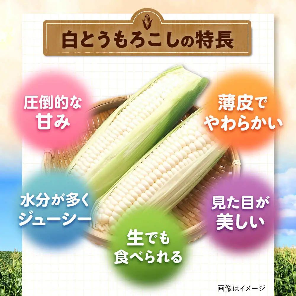 【先行予約】とうもろこし 白 5kg [BPAM021] とうもろこし