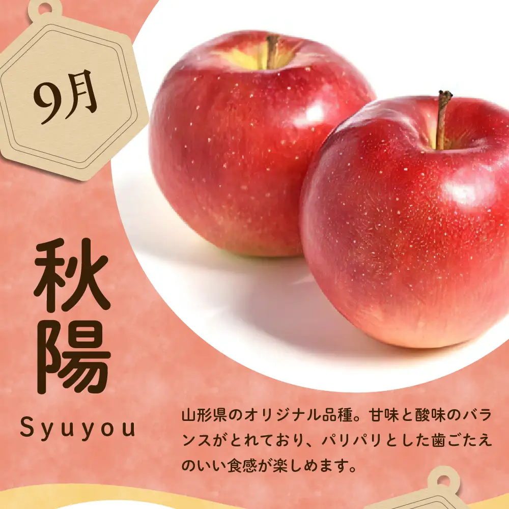 【先行予約】 令和8年産 りんご 秋陽 約2kg 山形 りんご
