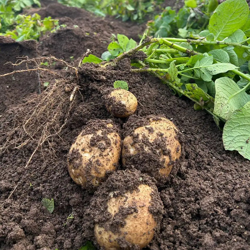 先行予約！2026年8月上旬より順次発送【自然農法】季節のお野菜セット　【07208-0805】