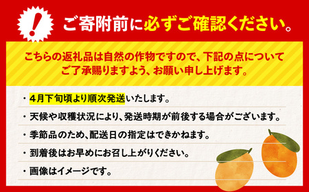 旬の朝採り！ 鹿児島 桜島産びわ 3箱（秀品） K343-001_03 果物 フルーツ
