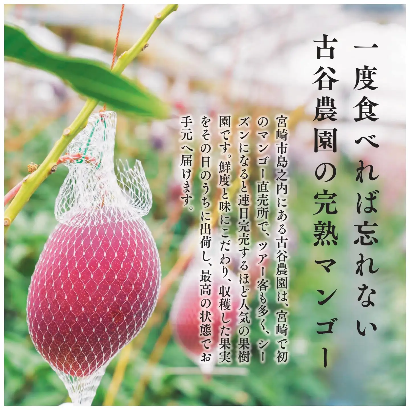 A級品 古谷農園 宮崎完熟マンゴー 1kg (2～3個入り) 旬 トロピカル フルーツ 果物 宮崎県産 化粧箱入り