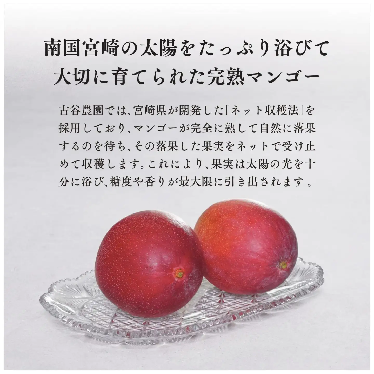 訳あり 古谷農園 宮崎完熟マンゴー B級品 2L×2個 ご家庭用 旬 トロピカル フルーツ 果物 宮崎県産