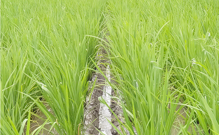 新潟県特別栽培農作物 玄米 新潟県上越市産 横山農園 コシヒカリ 令和7年産 5kg（5kg×1袋）こしひかり お米 ご飯 送料無料