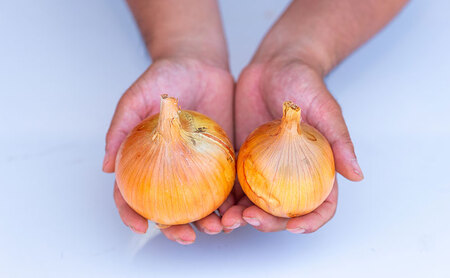 淡路島の玉ねぎ 3kg 中生 玉ねぎ たまねぎ 玉葱 オニオン 野菜 甘み コク 旨み 炒め物 カレー 肉じゃが ステーキ スープ 煮物 ハンバーグ 旬 兵庫県 洲本市 淡路島