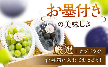 【2026年8月中旬より発送】シャインマスカット ピオーネ 各1房 贈答用 秀品・化粧箱入り [AIAB016]