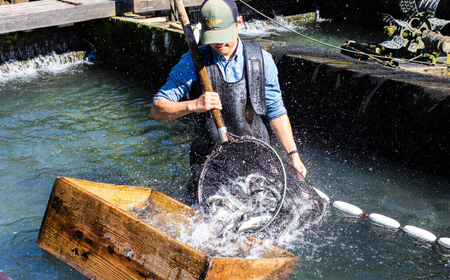 【やまきたブランド】八丁やまめ 落合館の甘露煮 2尾×3p【 神奈川県 山北町 】