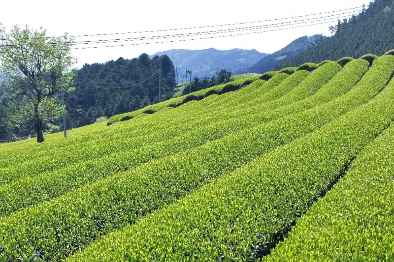 宇治ほうじ茶ティーバッグ 3ｇ×20個入×2袋〈ほうじ茶 お茶 茶 宇治 ティーバッグ ティーパック 焙じ茶 上級 香り 飲料 加工食品〉