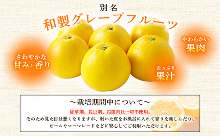 ＜愛媛県産 河内晩柑 約4.5kg（M～2L）＞ 柑橘 みかん フルーツ 和製グレープフルーツ ジューシー 初夏 旬 サイズ混合 西宇和 国産 さっぱり 甘い 農園オレンジとムラサキ 西予市【常温】『2026年4月～7月迄に順次出荷』MOM0005