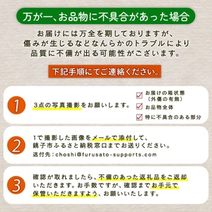 カーネーション 5号 1鉢 母の日 色 種類 おまかせ
