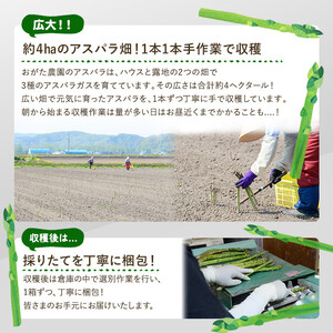 《数量・期間限定》朝採り グリーンアスパラ(1kg・ M～2L混合)【2026年4月下旬以降発送予定】アスパラガス アスパラ 北海道産 野菜 朝採り 産地直送 新鮮野菜 【おがた農園】【B7076】