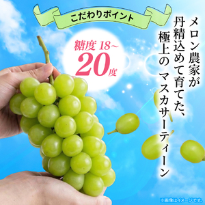 訳あり マスカサーティーン 2房 1kg 以上 数量限定 種なし
