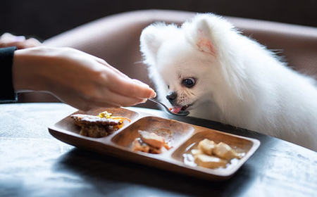 伊香保温泉doggyスイートペロ旅行券30000円 旅行 観光 ホテル 旅館 旅行券 F4H-0711