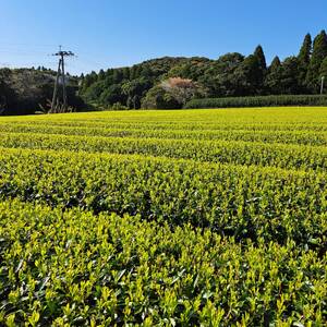 【たねがしまる4000】粉末 茶セット（緑茶・ほうじ茶）  NFN947【100pt】 // オーガニック 農薬不使用 一番茶 自園自製 手作業 パウダー ふんまつ フンマツ
