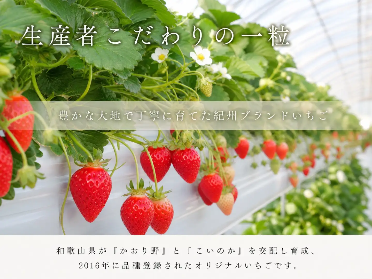 【先行予約】 紀州和歌山産 ブランド いちご 「紀の香」約250g×4パック（計約1kg）