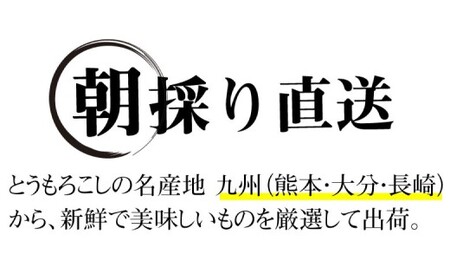  とうもろこし ゴールドラッシュ 約3.5kg～約4kg （ 8～15本 ） M～特サイズ【 2026年6月上旬から7月下旬まで順次発送予定 】  トウモロコシ 野菜 やさい フルーツコーン