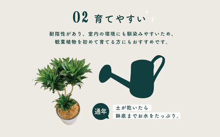 観葉植物 ドラセナコンパクタ8号（約H80cm～100cm） / 秦野 神奈川 インテリア オシャレ 室内