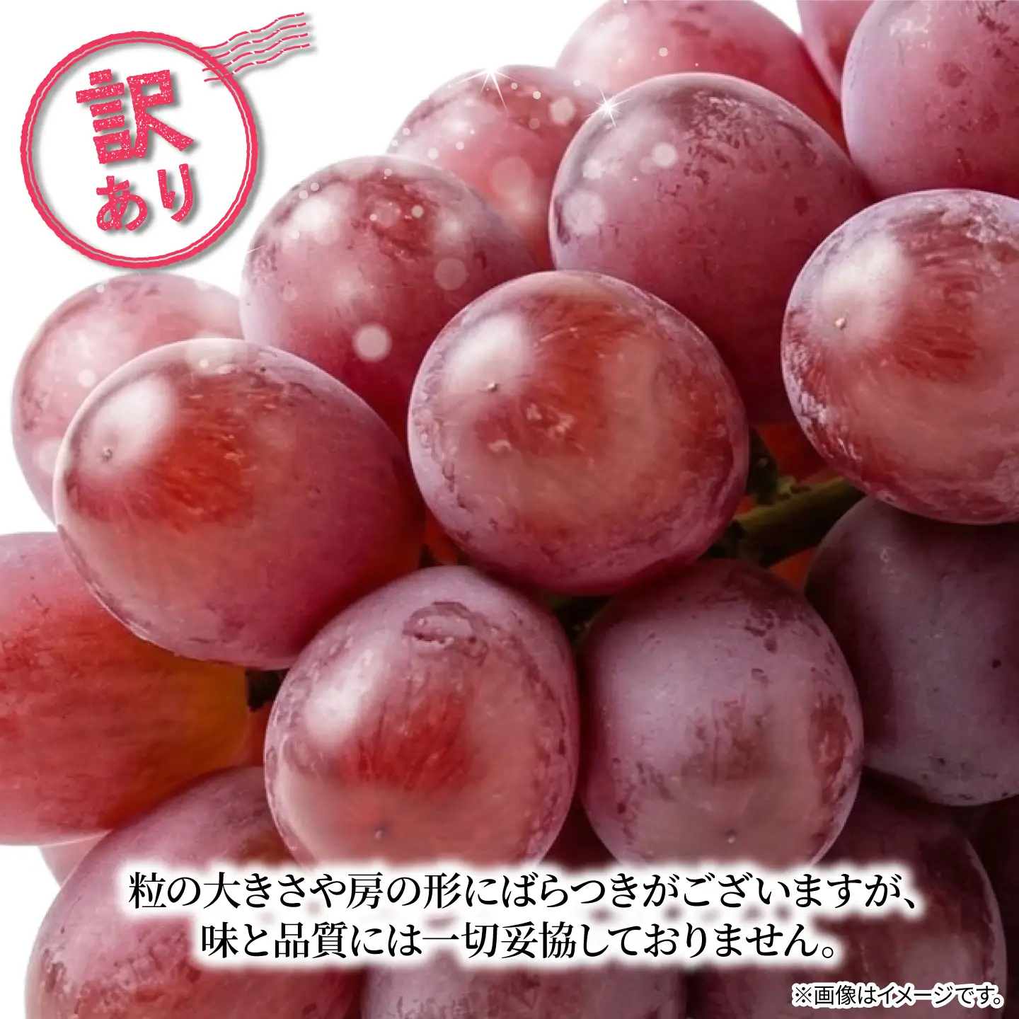 訳あり ぶどう オリエンタルスター 1房 450g 以上 数量限定 種なし ぶどう