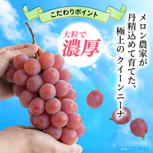 訳あり ぶどう クイーンニーナ 1房 500g以上 数量限定 種なし ブドウ