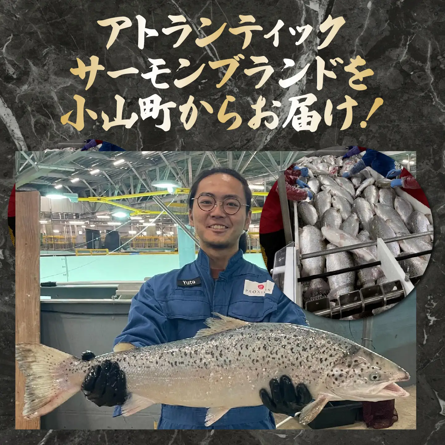 小山町産 アトランティックサーモン アラ×6P 約1.5kg 国産サーモン