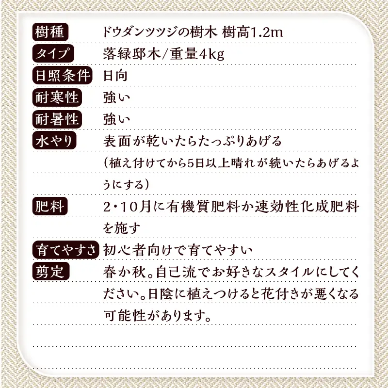 【ふるなびWEEK対象】植木　ドウダンツツジ　1.2ｍ