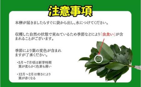 袋井市　出世榊　本榊　純国産　1対（2束）定期便6ヶ月※1日交換に間に合うように配送　榊 さかき サカキ 神棚 お供え 国内産 日持ち 大きい 艶やか 静岡県