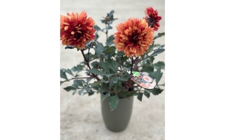 ダリア（チョコレートダリア）3色セット【農家直送】 | 植物 お花 花 鉢 鉢花 花鉢 フラワー ギフトプレゼント 贈り物 珍しい 育てやすい かわいい 可愛い キレイ おしゃれ オシャレ シック 送料無料 岐阜県 瑞穂市 ※2026年9月上旬～10月中旬頃に順次発送予定 ※北海道・沖縄・離島への配送不可