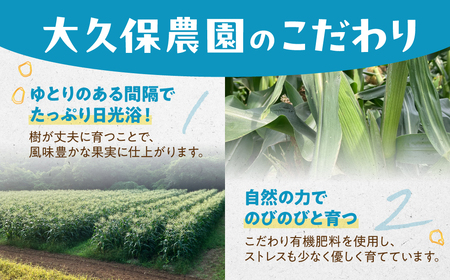 ＜先行予約＞ 朝採り とうもろこし 10本～11本 とうもろこし 冷蔵 糖度 フルーツ くらい 甘い 田原市 トウモロコシ コーン おやつ スイーツ コーンスープ にも 事前予約 旬 夏 初夏 野菜 やさい
