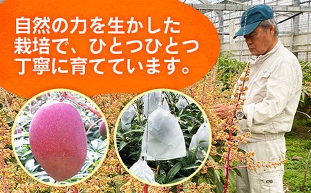 【先行受付】【2026年発送】大城マンゴー農園 マンゴー 優品 約2kg - 先行予約 アップルマンゴー 沖縄 産地直送 南国フルーツ 旬の味覚 贈り物 ギフト オススメ 沖縄県 八重瀬町