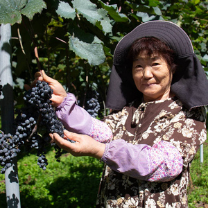 美葡萄 山ぶどうジュース 500ml×2本  FAF-0008