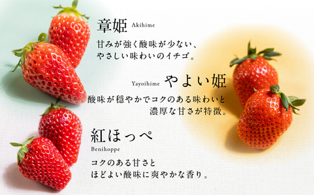 ブランドいちご 6P 約1600g 紅ほっぺ 苺