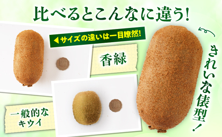 【先行受付】香川県オリジナルキウイフルーツ「香緑」約1.2kg（8-13玉）【香川県共通返礼品】 | キウイ フルーツ 果物 香川県 香緑 デザート サラダ ヨーグルト トッピング 国産 季節限定 青果物 旬 おすすめ |_mk006-067