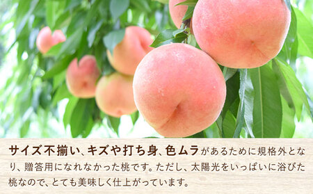 【ふるなびWEEK対象】ご家庭用 あら川の桃 約2kg (6~8玉入り) 橋村農園