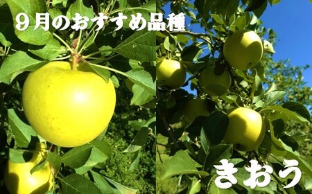 【北上市産 りんご 】＼ 予約受付 9月中旬より発送予定／ 旬を彩るおまかせパック【 厳選 / 贈答用 】 5キロ (約13～20玉) 林檎 リンゴ 国産 東北 岩手 産地直送 フルーツ 果物 岩手県 北上市 D0452 手土産 プレゼント 贈り物 季節限定 金鈴園