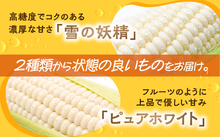 ＜先行予約＞ 朝採り当日発送！ 訳ありとうもろこし ホワイト系 6本～9本 (2.5kg以上) ホワイトコーン 雪の妖精 ピュアホワイト 冷蔵 糖度 フルーツ メロン より 甘い 田原市 トウモロコシ コーン おやつ スイーツ コーンスープ 事前予約 夏 初夏 野菜