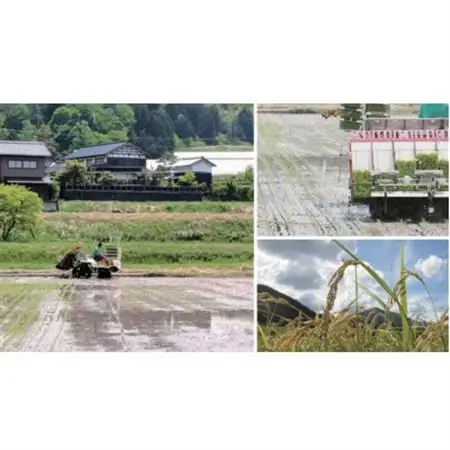 【先行受付】令和8年新米　数量限定　京都与謝野町産コシヒカリ「京の豆っこ米」玄米10kg×3袋【1724716】